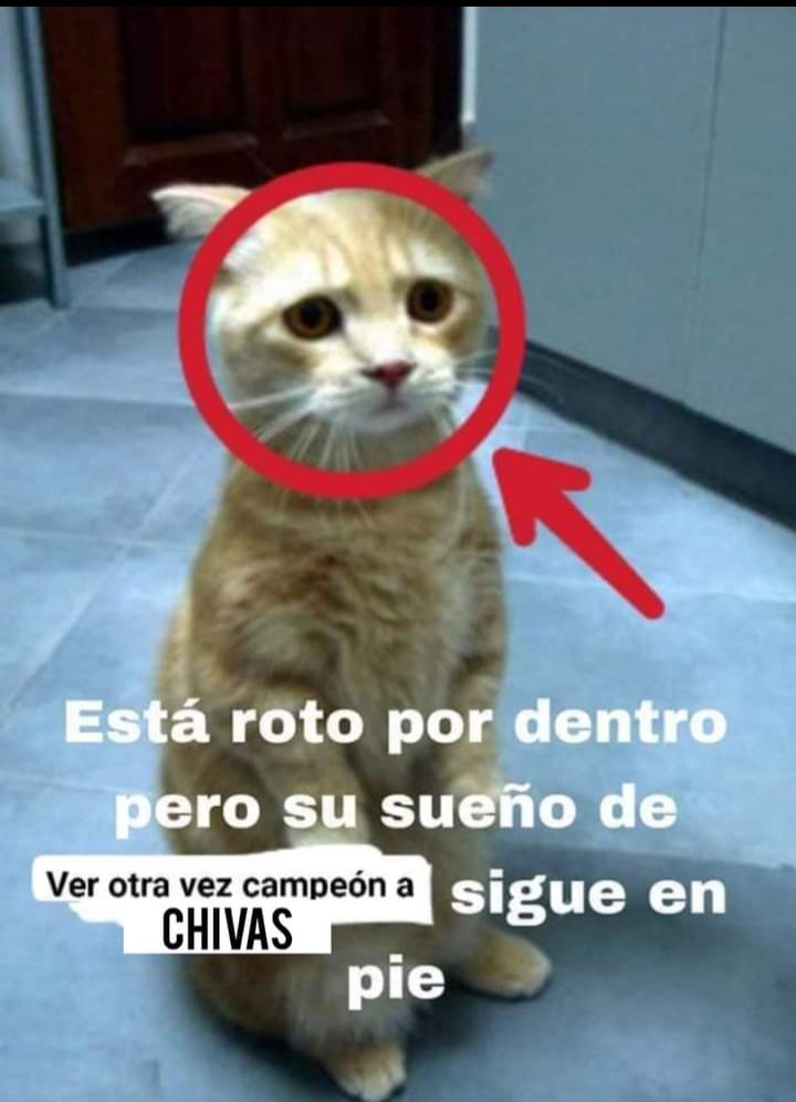 ChivasShitpost's tweet photo. La ilusión está más viva que nunca https://t.co/Hl7Ry8RqLG