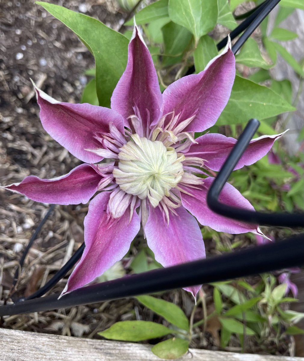 HiddenGardensCC's tweet photo. 1st Clematis to Bloom this year in our Showcase Gardens. “Josephine”
#hiddengardens #capecod #hiddengardenscapecod #hiddengarden #gardens #gardening #flowers #inbloom #clematis #plants #planting #capecodgarden #firstblooms #flowergarden https://t.co/PzUFgxoaYT