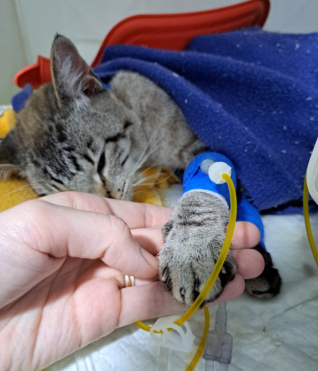 Sunnpink's tweet photo. Oi gente, esse é meu gatinho, o floquinho, ele esta internado e as despesas dele já passaram dos R$ 2000,00 só nos dois primeiros dias, ele seguirá internado. Eu fiz uma rifinha pra me ajudar pq não é um valor que eu tenho agora, caso algo queira ajudar, eu e floch seremos gratos https://t.co/S0FRfoBEtw