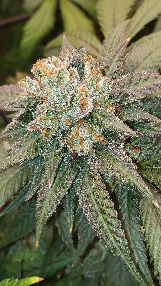 Plant of the day Chocolate Wedding Cake!

#greenavengerseeds #CannabisSeeds, #SeedShop, #CannabisPlant, #GrowCannabis, #CannabisCulture, #CannabisGrowers, #CannabisCommunity, #CannabisGarden, #CannabisGrowersClub, #CannabisSeedBank