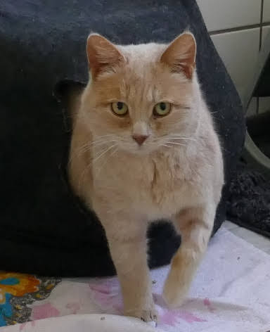 Kuschelalarm aus der Ukraine.
Ivan. Gar nicht schrecklich. 🥰

#Katzen #AdoptDontShop