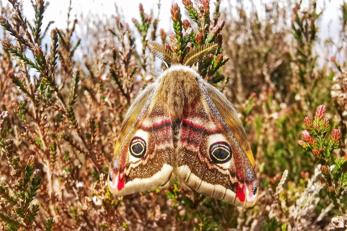 saloplarus's tweet photo. Today was the biannual "stumble across an #EmperorMoth whilst exuding nothing but gallons of my own pheromones" day. Always a pleasure #mothsmatter https://t.co/1ss6U443tN