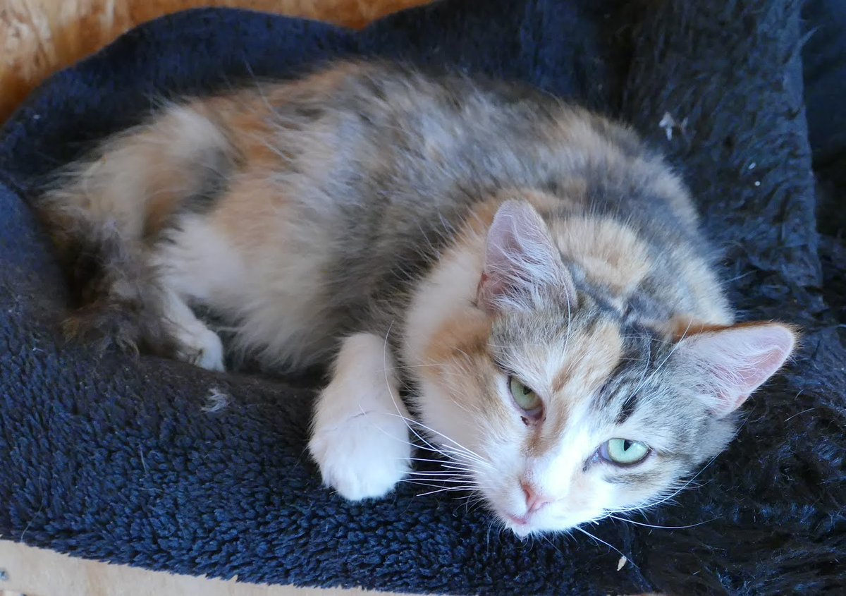 Lola

#cats #AdoptDontShop