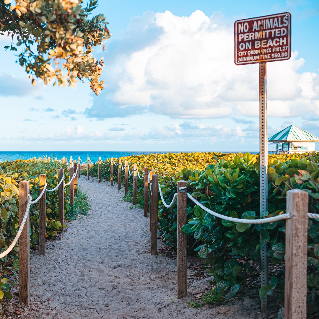 On beaches where dogs are permitted, it's important to fill any holes they dig. These can be lethal traps for #hatchlings on their way to the ocean!

Only 1 in 1,000 #SeaTurtles make it to adulthood, so let's do everything we can to help them this dangerous part of their journey.