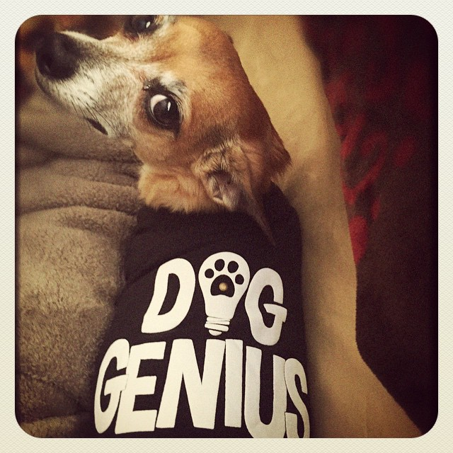 CarlosBDog's tweet photo. #DogGenius https://t.co/q548PCWncQ
