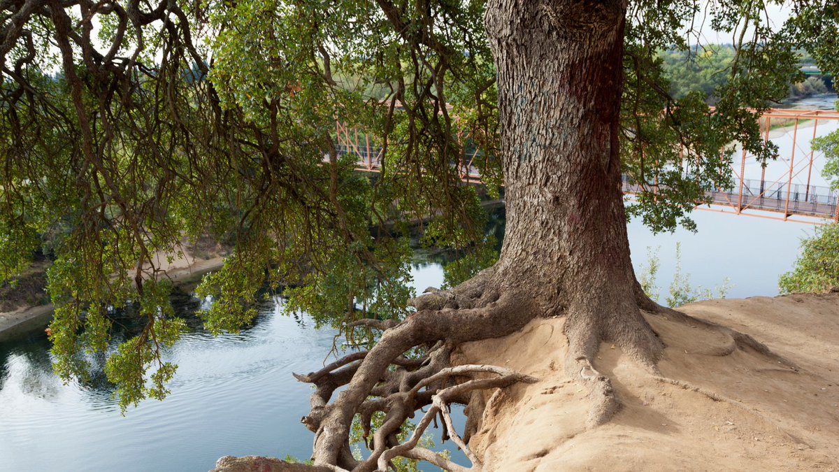 cal_alive's tweet photo. Big hearing tomorrow for #AB57 by #biodiversity champ @Ash_Kalra to start a Pocket Forest Initiative.
Pocket forests bring native trees & plants to urban areas: they improve air, reduce heat, & offer green spaces to play. We hope #CALeg Asm Approps is ready to pass this bill! https://t.co/97hYdMXqlG