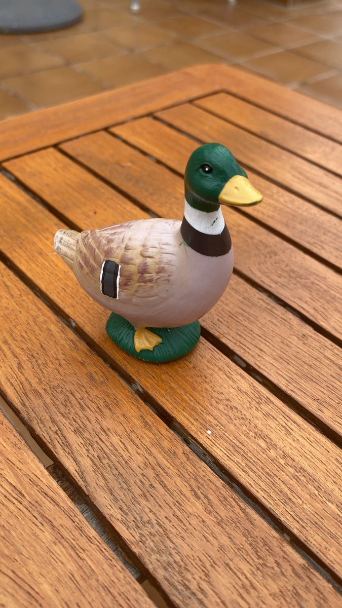 Artimecion's tweet photo. Today I was gifted a duck. Did clothes washing at the resort, and this little guy came out with the clothes 🤣 https://t.co/lKwerBhPDO