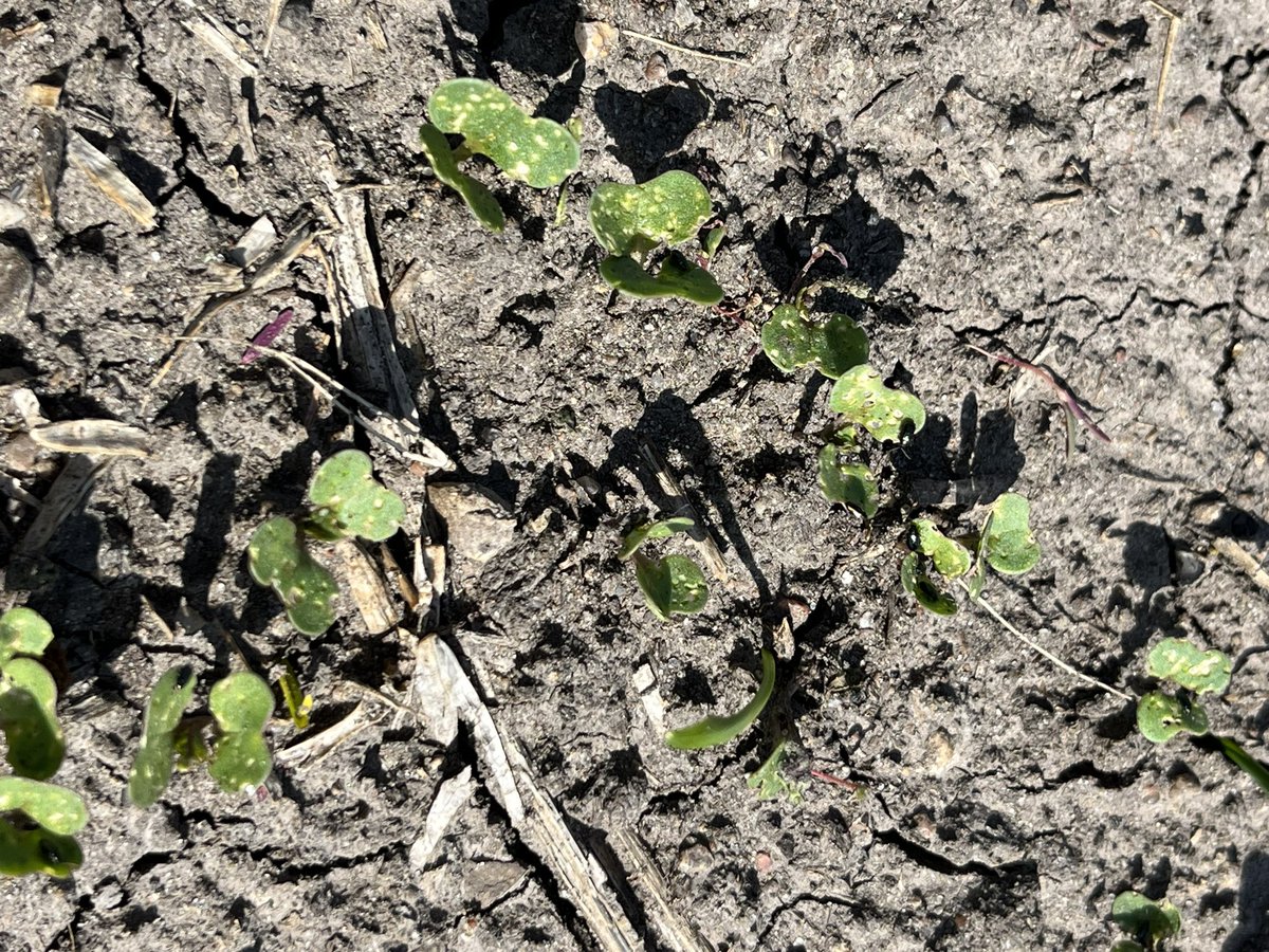 God speed for our canola crop when the volunteers look like this!!!  Need 3 leaves in 3 weeks to help beat the beetles!  ##fleabeetles  #plant23 #WestCdnAg <a href="/_StaySharpe/">Sharpe's Crop Services</a>