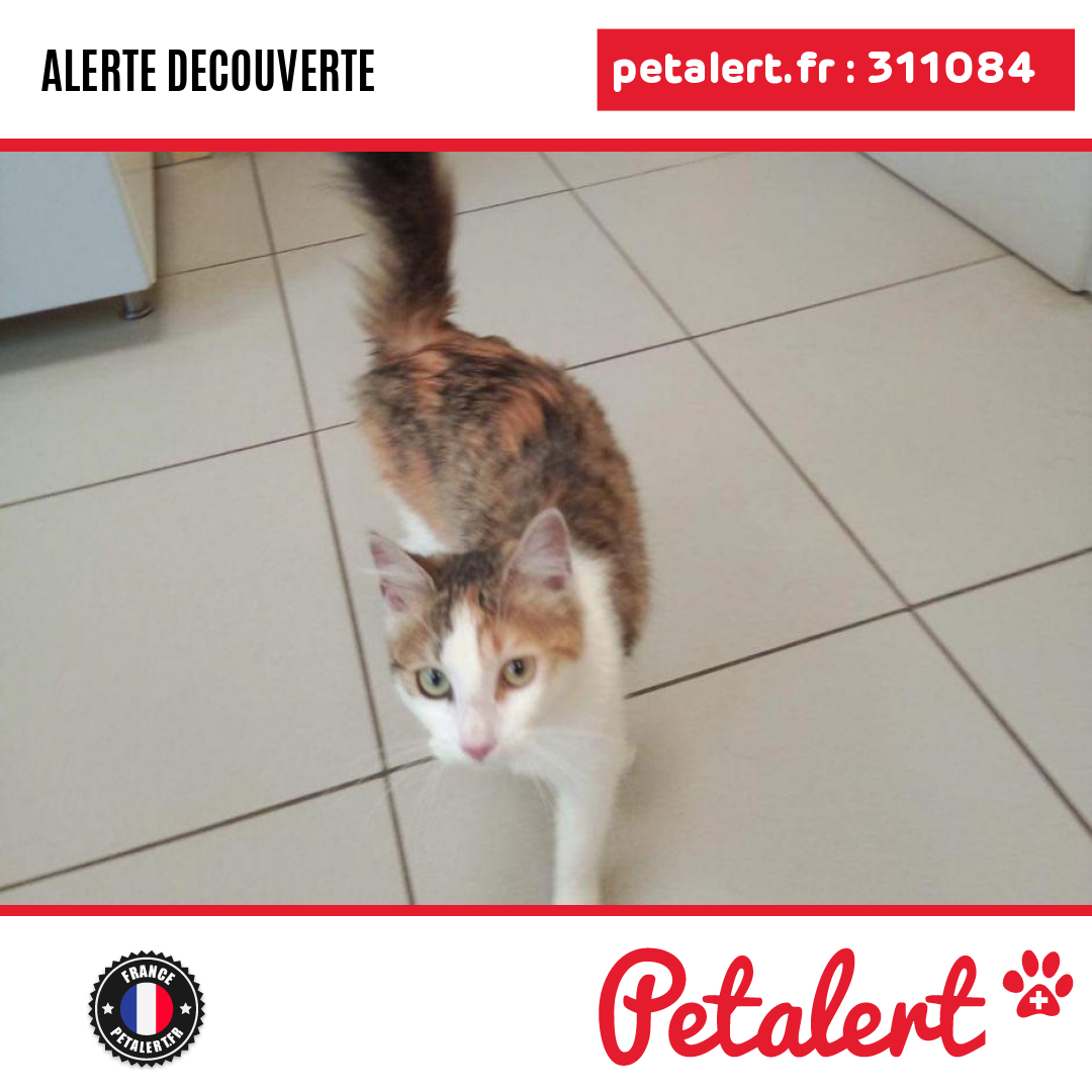 petalert_france's tweet photo. Trouvé #Chat #Gironde #Loubens #Petalert #PetAlert33 / https://t.co/V1wMxDGTYj https://t.co/uF2WfX9KPa