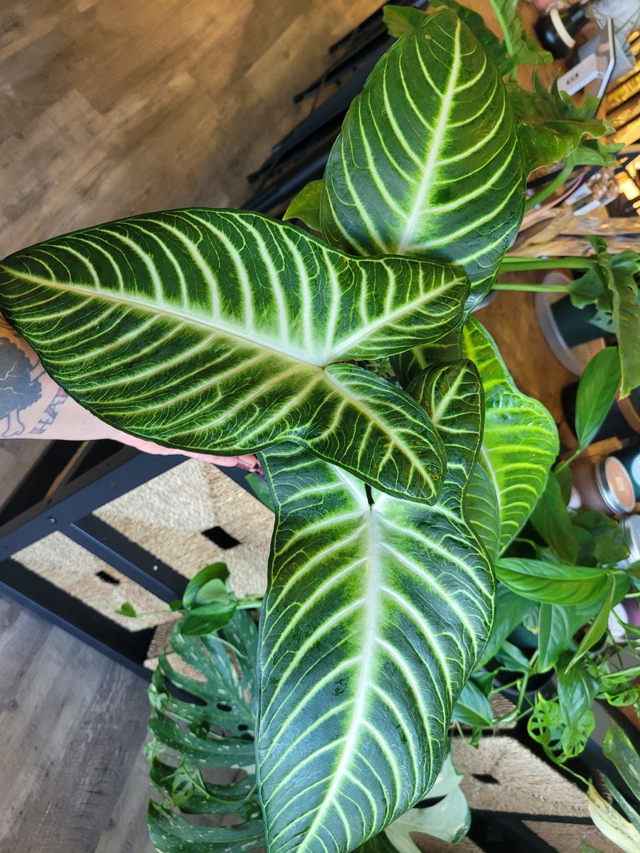 Look at this caladium lindenii 😍😍😍💚