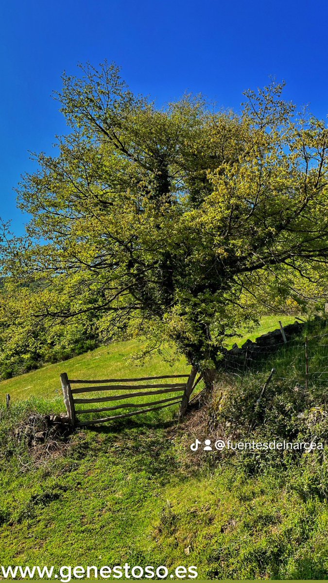 HRGenestoso's tweet photo. Rodera con árbol 17 de mayo , reserva tu espacio de paz , https://t.co/6DgbJ2KVv2 #cangasdelnarcea #asturias #naturaleza #hotelasturias #alojamientorural #arbol #verde #azul #reservadelabiosfera #parquenaturalfuentesdelnarcea https://t.co/9K4QLerG3V