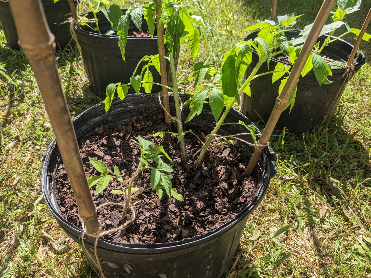 ssorTV's tweet photo. Stage 2 of container garden is complete. Take off initiated. 

#IRLStardew https://t.co/eCGVSDHbda