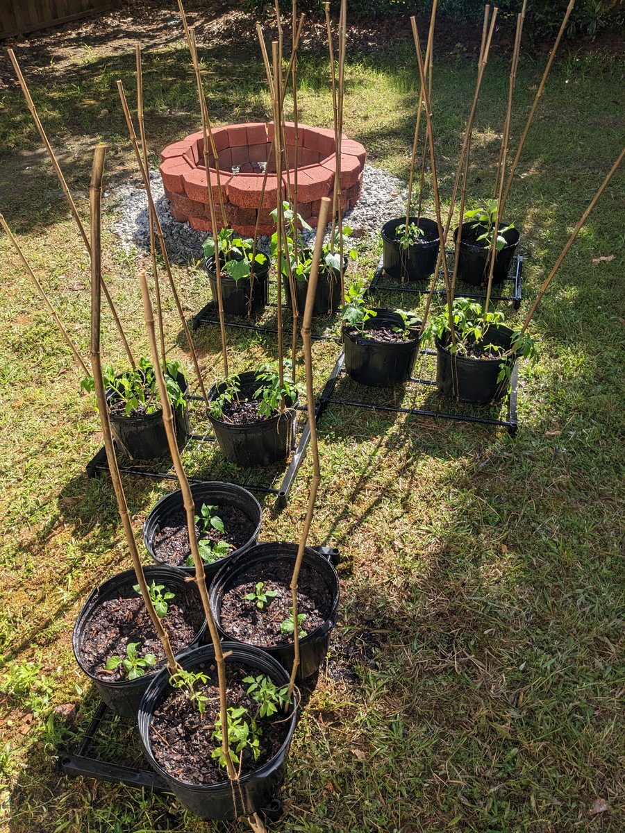 ssorTV's tweet photo. Stage 2 of container garden is complete. Take off initiated. 

#IRLStardew https://t.co/eCGVSDHbda