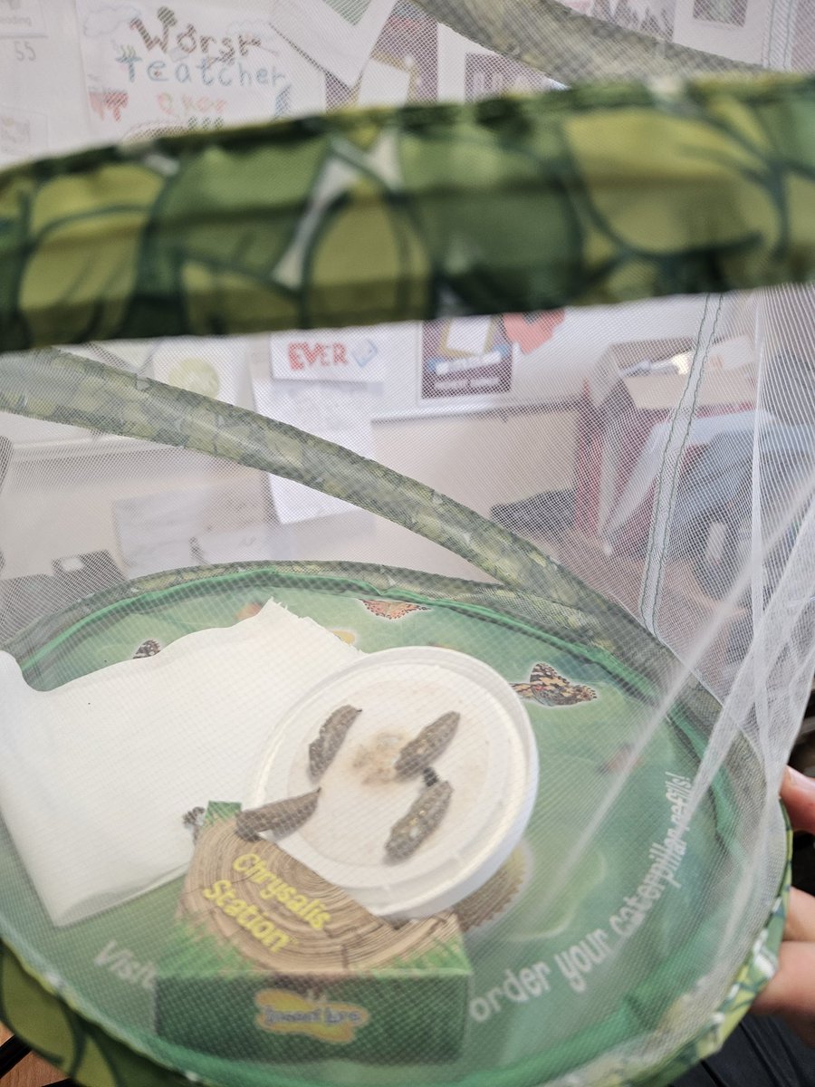 Year5ArkVic's tweet photo. Year 5 scientists are investigating the life cycles of caterpillars 🐛watch this space for the big reveal at the end!!! #interactivescience 👀🦋👀 @ArkVicAcademy @arkvicprimary https://t.co/3ZsSYq5fXs