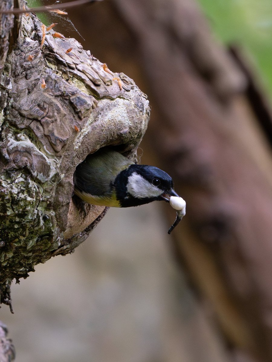 KiranSimpson's tweet photo. "Just taking out the garbage!" So thrilled to have managed to capture this moment. #fecalsac @BBCSpringwatch #hermitageofbraid #Edinburgh #NaturePhotography @Britnatureguide @Natures_Voice @BirdGuides @RSPBbirders https://t.co/YCkyDaFSrG