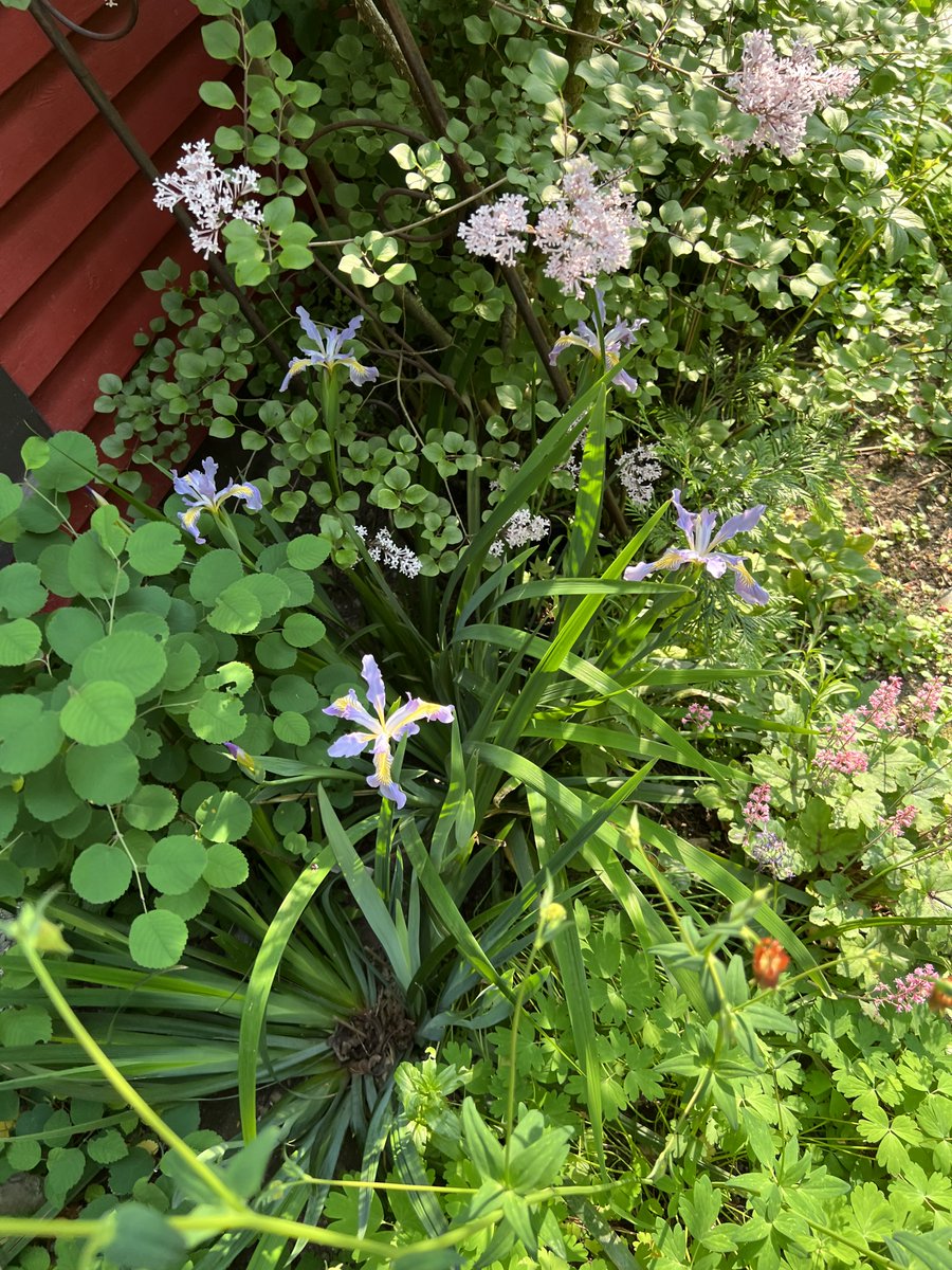 Douglas Irises in bloom. #GrowNatives