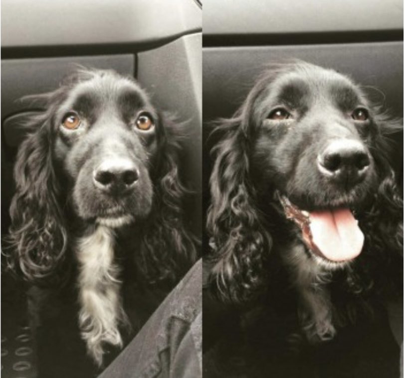 rosiedoc666's tweet photo. #SpanielHour
PEGGY still missing / stolen 🤔
Black / white chest ELDERLY
Disappeared on her usual walk. 1/5/22 A YEAR AGO
#Moorfields area of #CoAntrim
#NorthernIreland
#BT43
THOUGHT TAKEN AS SOUTHERN REG CAR SEEN IN AREA AT TIME
https://t.co/fonEXw1qVL https://t.co/fZDrRS698L