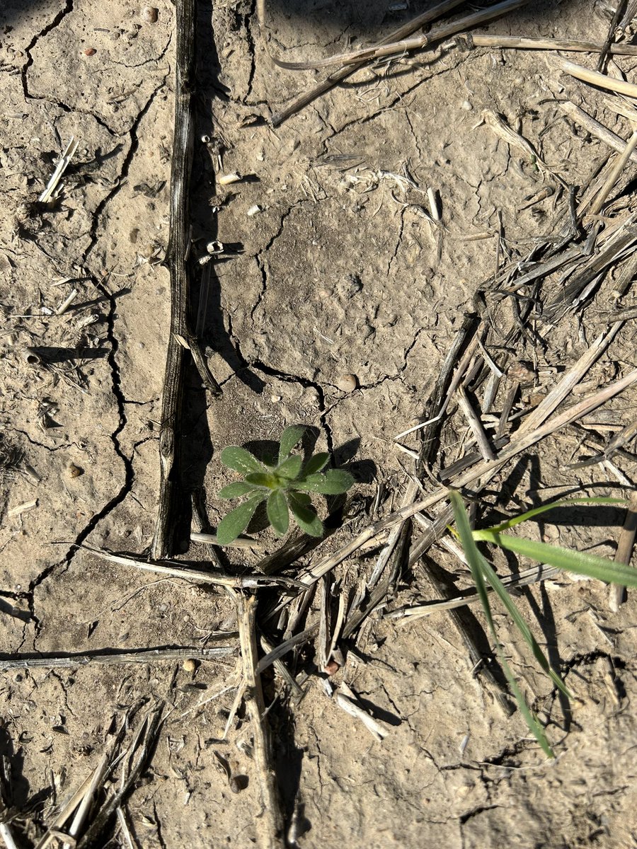 Latzke's tweet photo. Stopped west of Lakin at Millershaski’s fields. This one was zeroed out two weeks back. 4 years notill. Dug down and could see the wheat seed and the fertilizer pellets in the row two weeks back. Got a rain. It emerged a week ago. 
1/ #wheattour23 https://t.co/YcSHWf2o1T