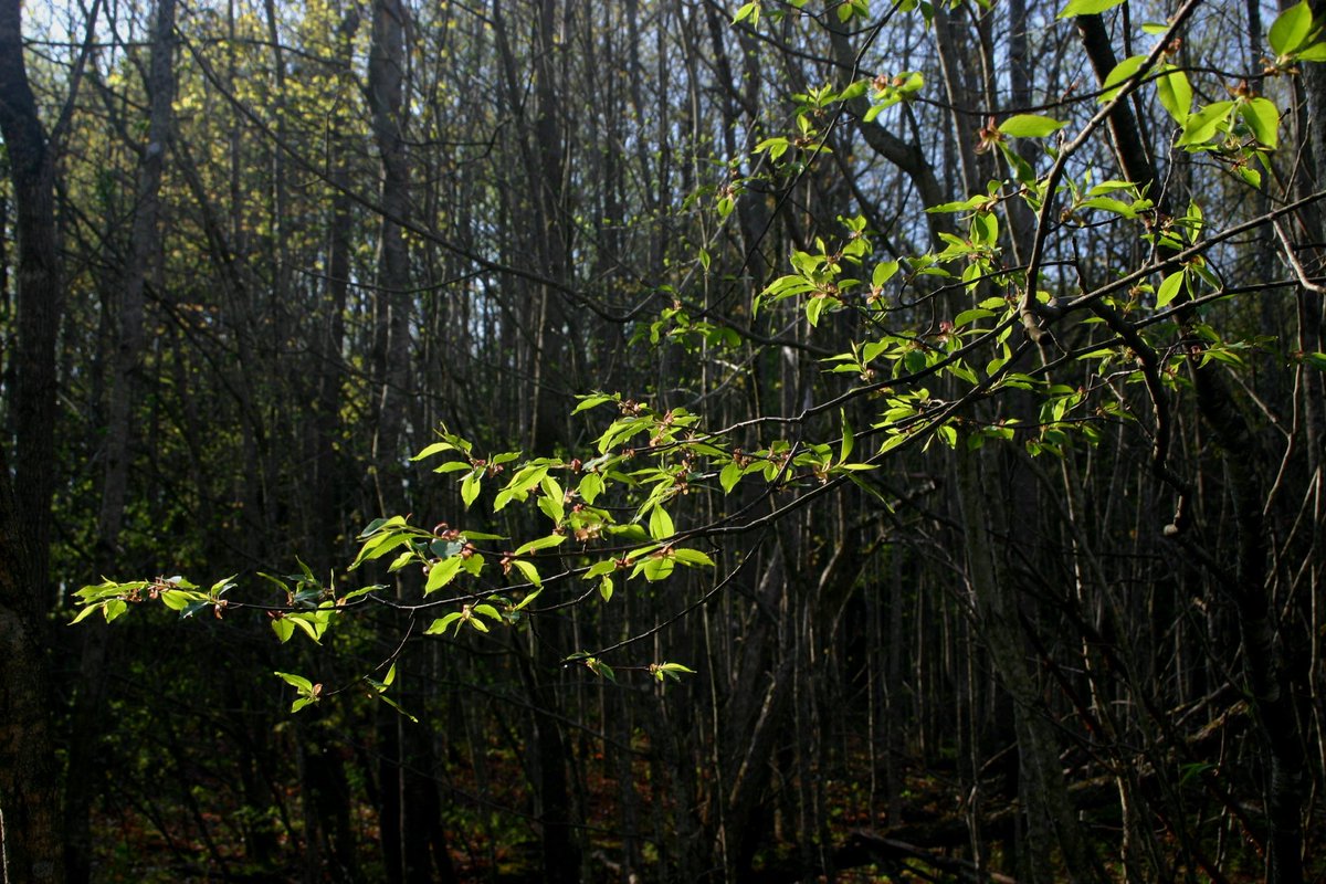 Last week I was the lone 🌲 person on a #Climate panel with some of top scientists &amp; modelers in the 🌎. Two points of 💯 consensus. 

Our time left for effective #ClimateAction is down to a handful of years. 

Zero chance for #NetZero without #Forests4Climate.

<a href="/AmericanForests/">American Forests</a>