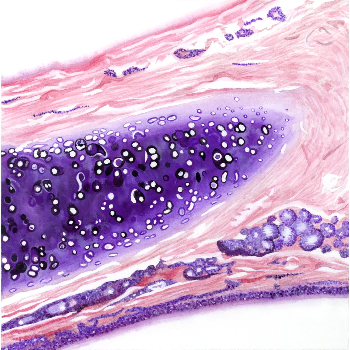 Our students completed a watercolour histology assignment and the results are stunning! 🤩 To practice careful observation, students painted their favourite specimens from <a href="/umncbs/">UMN CBS</a> Virtual Microscopy Lab with <a href="/BeamPaints/">Beam Paints</a>

1) Adipose tissue, Katherine Herring
2) Trachea, Amy Zafman