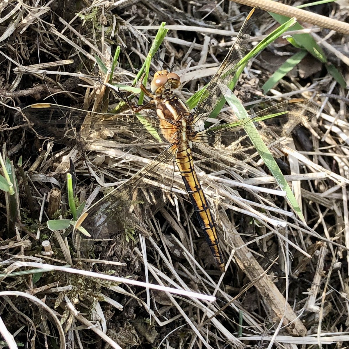 Kiki (@wildgloweth) on Twitter photo Think this is a Keeled Skimmer found while volunteering at the wonderfully boggy and beautiful @CwallWildlife Chyverton reserve today. <a href="/BDSdragonflies/">British Dragonfly Society</a> #dragonfly #nature #wildlife #cornwall Think this is a Keeled Skimmer found while volunteering at the wonderfully boggy and beautiful @CwallWildlife Chyverton reserve today. <a href="/BDSdragonflies/">British Dragonfly Society</a> #dragonfly #nature #wildlife #cornwall