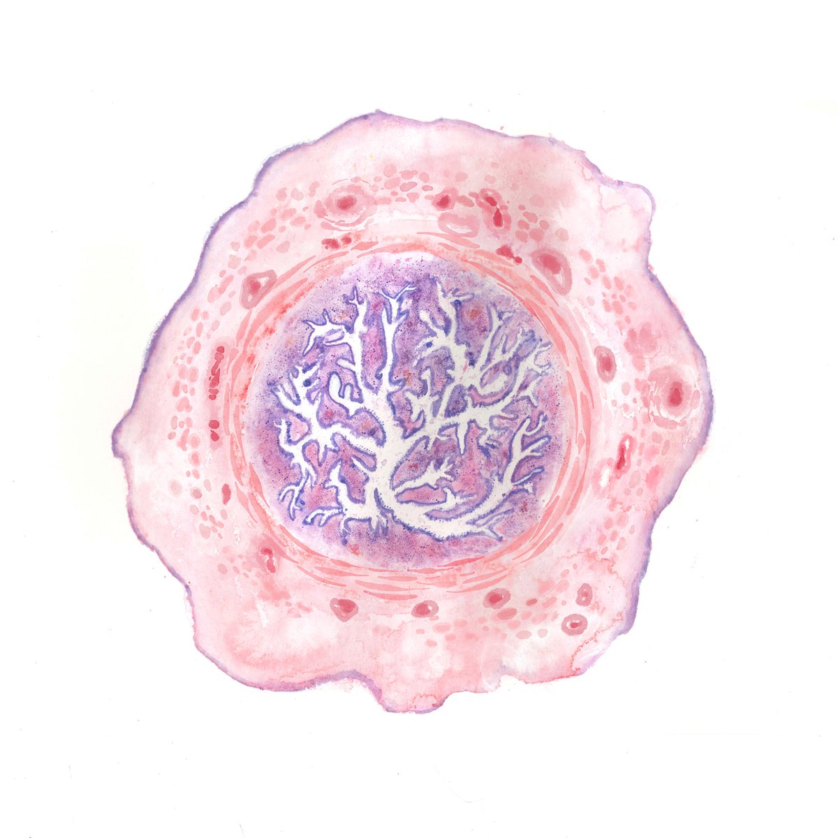3) Venous vessel, Bonnie Wang
4) Venous vessel, Robyn Cuningham-Dunlop
5) Smooth muscle, Oksana Lypowecky
6) Oviduct, Beatrix Yu