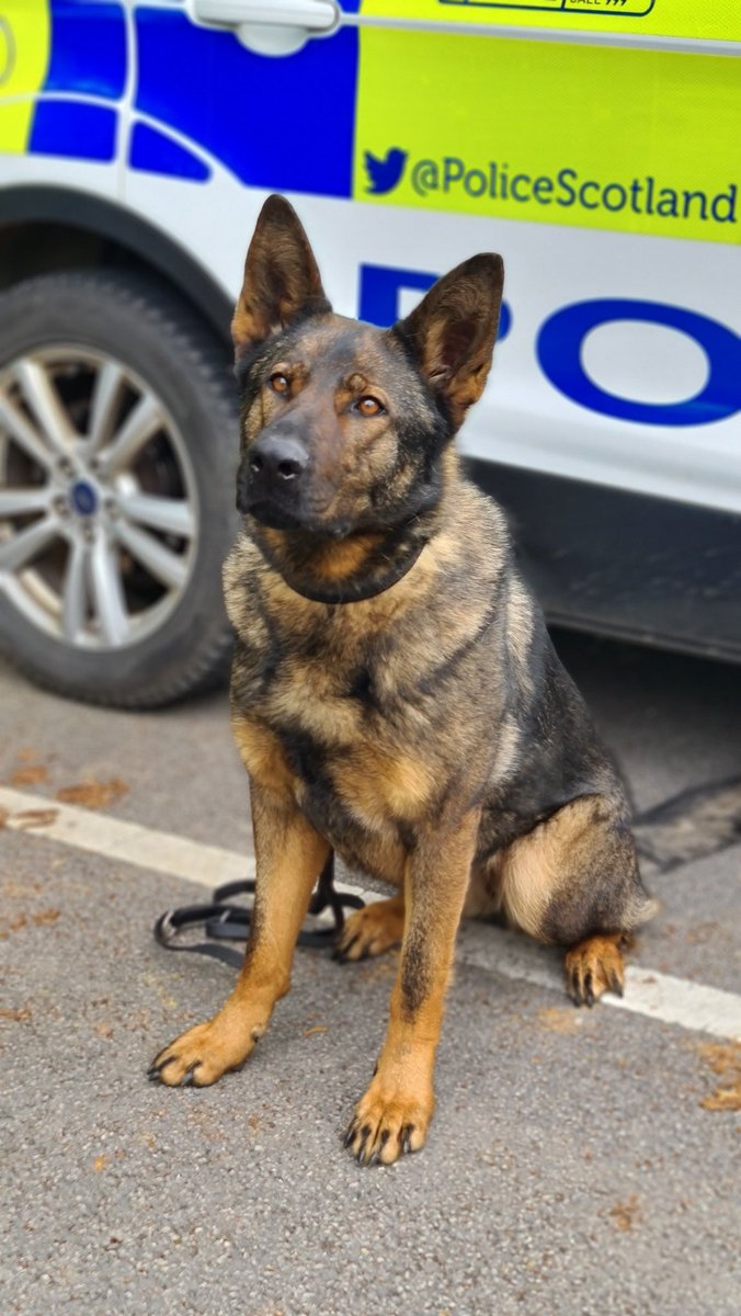 PoliceDogTrials's tweet photo. Meet the dogs of the 61st National Trials:

Dog Name: #PDEli
Breed: GSD
Age: 3
Police Force: @PSOSDogs https://t.co/SYR8s7SSj4
