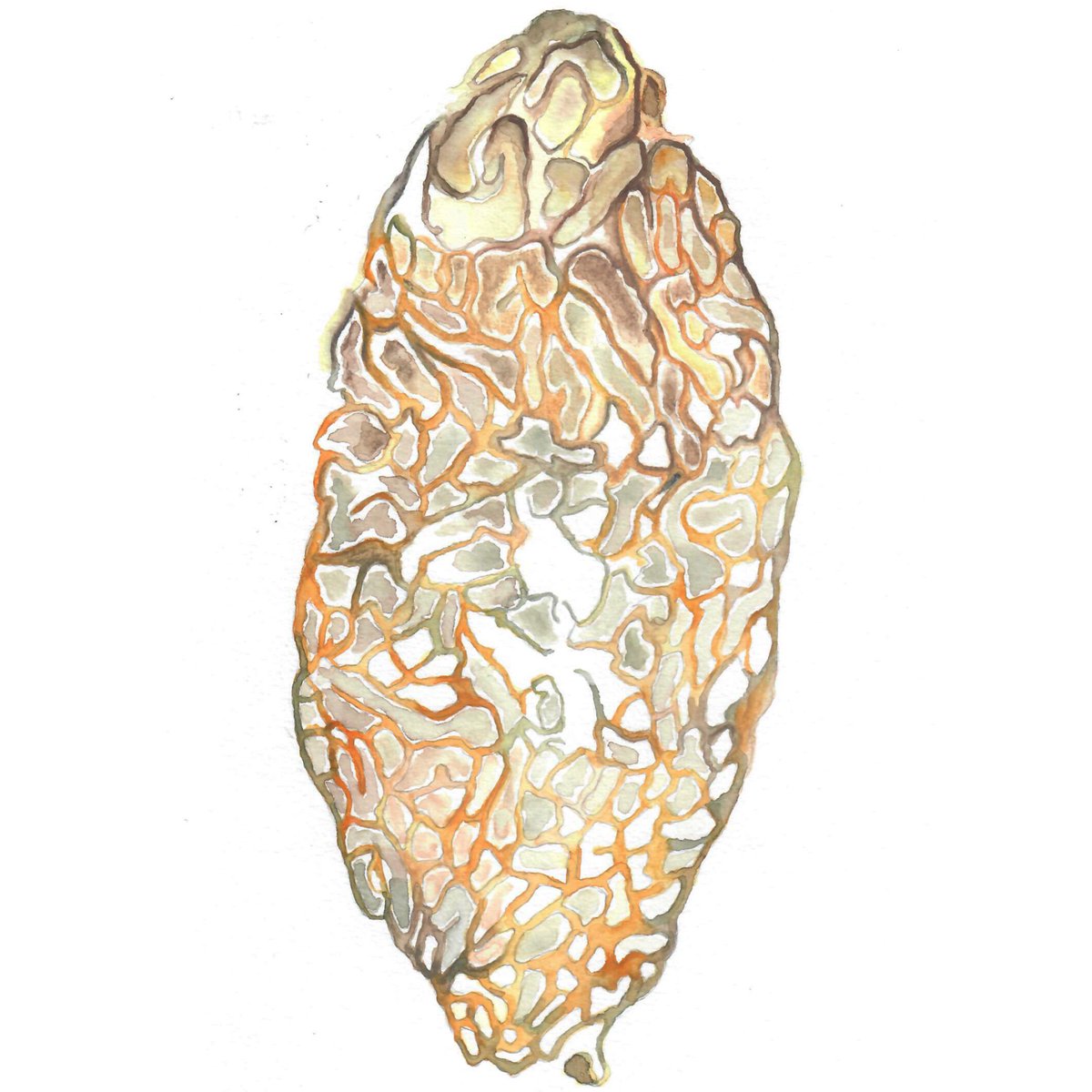 7) Pancreatic islet, Jiye Ma
8) Spinal cord &amp; cerebellum, Xueqing Zhou
9) Epididymus, Peggy Yeo