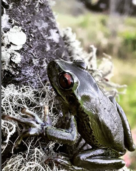 Only 20% of páramo amphibian species have been studied, with anuran genera dominating. We must ensure attention to all species! 🐸📝#ResearchGap #AmphibianWeek