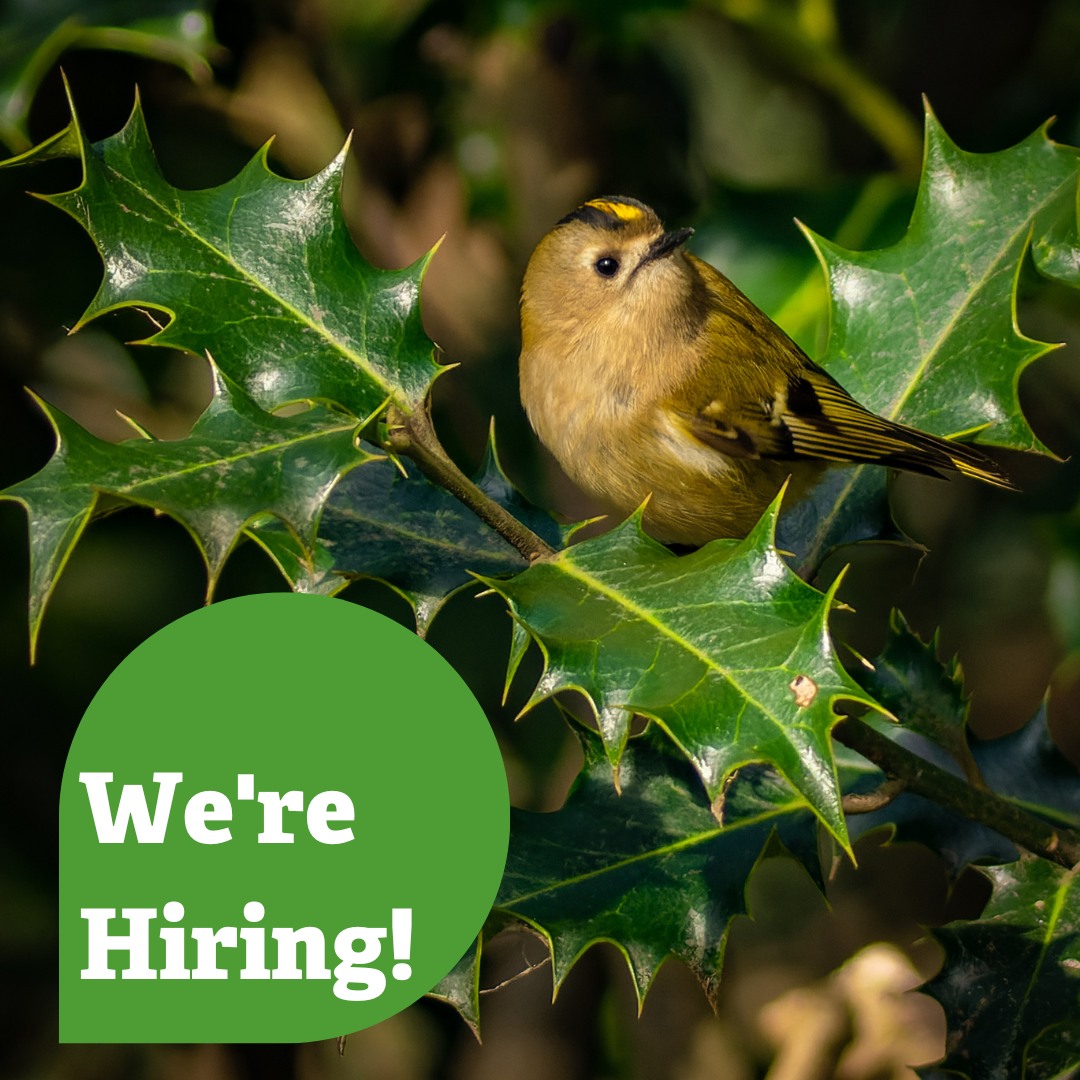 We are looking for an Engagement Officer to join our team, to help us enthusiastically develop & deliver a quality engagement programme for people of all ages & backgrounds. 🌱

Find out more:
 nottinghamshirewildlife.org/jobs/engagemen…

📸: Jon Ward

#naturejobs #conservationcareers #wildlifejobs