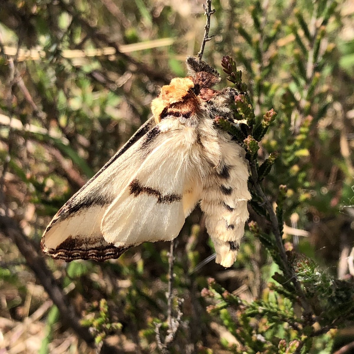 Kiki (@wildgloweth) on Twitter photo Beautiful Buff-tip moth resting on heather at @CwallWildlife Chyverton reserve today. <a href="/Cornwall_BC/">Cornwall Butterfly Conservation</a> <a href="/savebutterflies/">Butterfly Conservation 🦋</a> #moths #nature #cornwall Beautiful Buff-tip moth resting on heather at @CwallWildlife Chyverton reserve today. <a href="/Cornwall_BC/">Cornwall Butterfly Conservation</a> <a href="/savebutterflies/">Butterfly Conservation 🦋</a> #moths #nature #cornwall