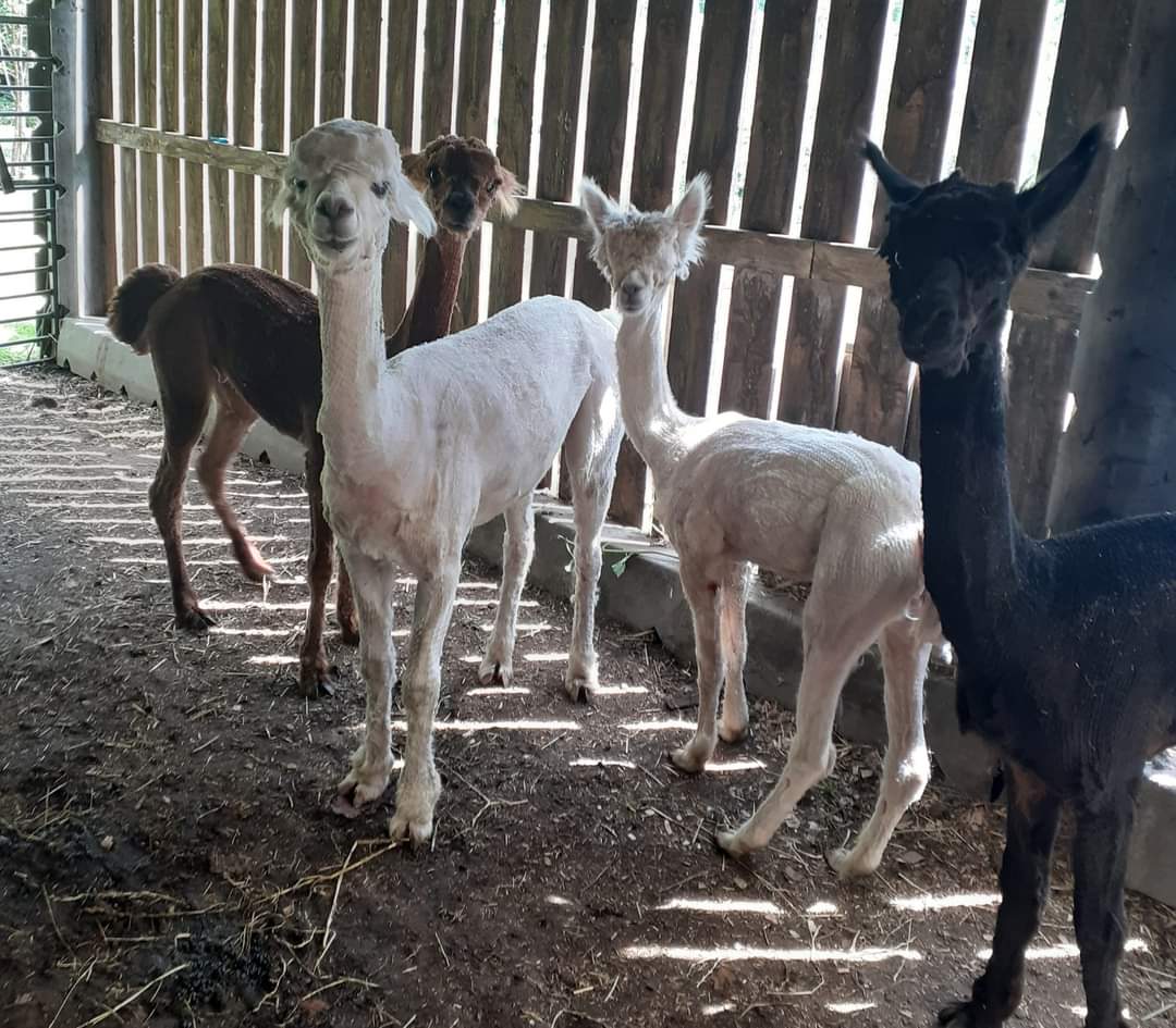 Oakdeanlydbrook's tweet photo. All sheared and ready for the summer. #TheyLookTiny ! https://t.co/mGYeLIcH4n