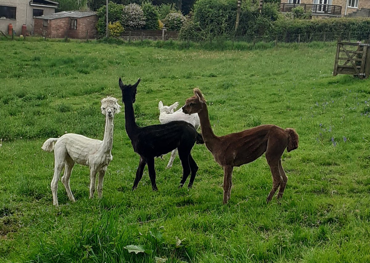Oakdeanlydbrook's tweet photo. All sheared and ready for the summer. #TheyLookTiny ! https://t.co/mGYeLIcH4n