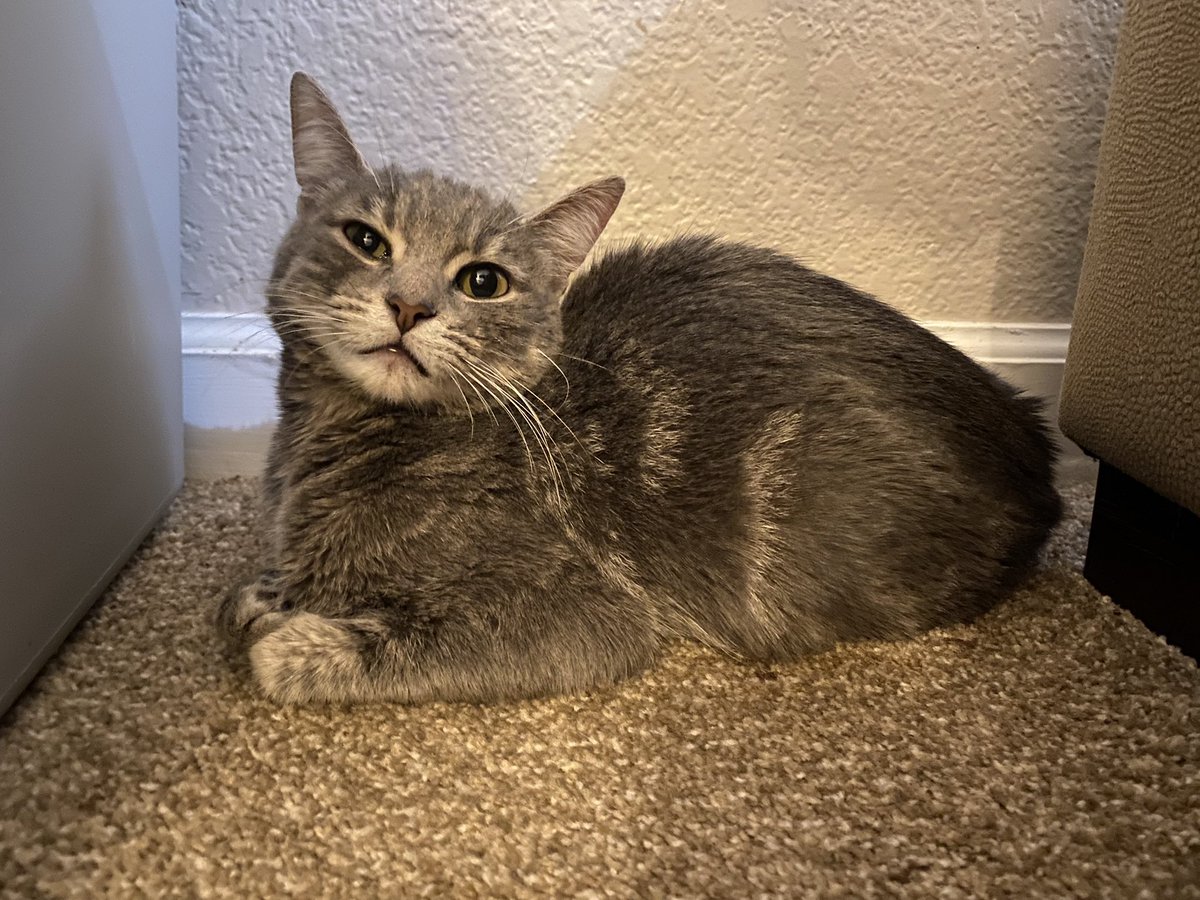 RocketCatRescue's tweet image. This is Grizelda, one of our wobbly girls who is looking for a home right now! She is very sweet and talkative. She is also sassy AF. Hahha
