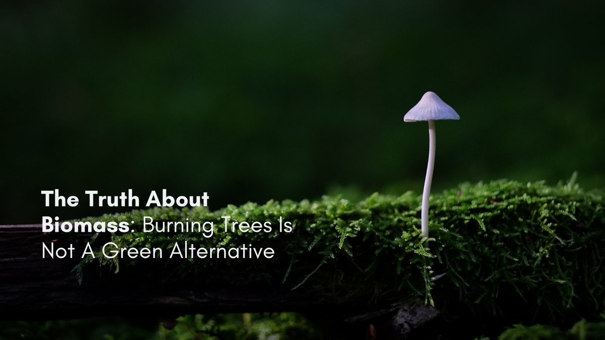 EarthDay's tweet photo. Protecting Forests: Why Wood Isn't the Answer to Clean Energy
https://t.co/P5cFmCpaeT
#TheCanopyProject #InvestInOurPlanet #Trees #Biomass #CarbonSink https://t.co/TRP0k0RUSz