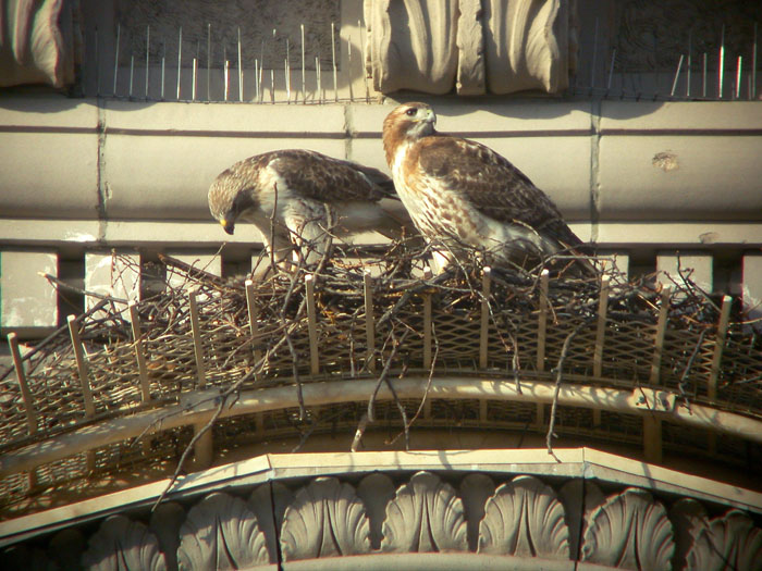We’re saddened to hear from wildlife rehabber Bobby Horvath of the passing of Pale Male, the Red-tailed Hawk who brought joy to so many when he came to NYC in 1991 &amp; nested on a Fifth Avenue building. Photographed here with mate Lola in 2004 by Rik Davis. facebook.com/bobby.horvath.…