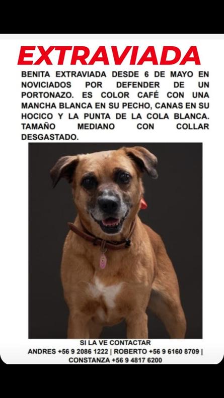 URGENTE SECTOR NOVICIADO PUDAHUEL SE BUSCA A "BENITA" POR FAVOR DIFUNDIR! ELLA SE PERDIO PRODUCTO DE UN PORTONAZO!!!