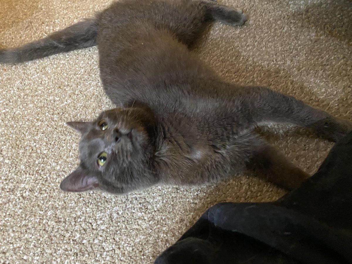 RocketCatRescue's tweet image. This is Charcoal, one of our other CH cats who we would love to find a foster for! She does not like other cats but she LOVESSSS every human she meets and purrs very very loudly. #wobmob #teamwobble