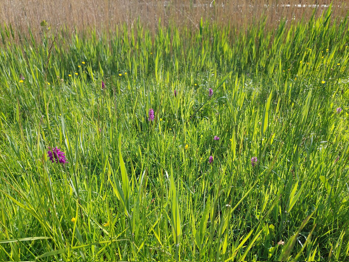 ecoloog079 tweet media