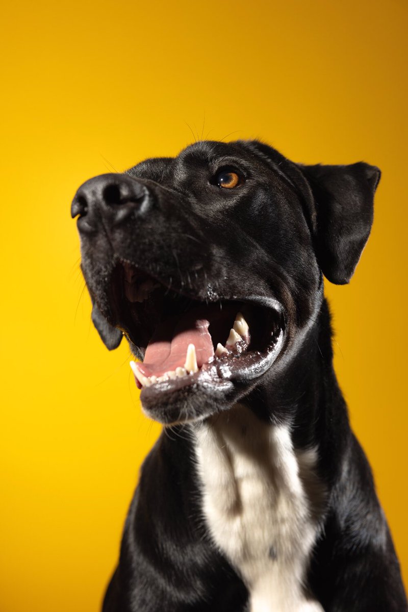 Puptrait's tweet image. Got to love that black dog shine!