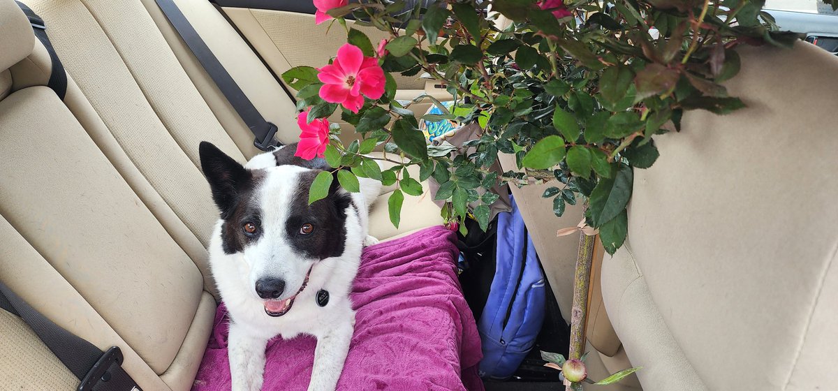 Gm frens. Life is better with flowers (and pets). I love my new rose tree. What are your favs?