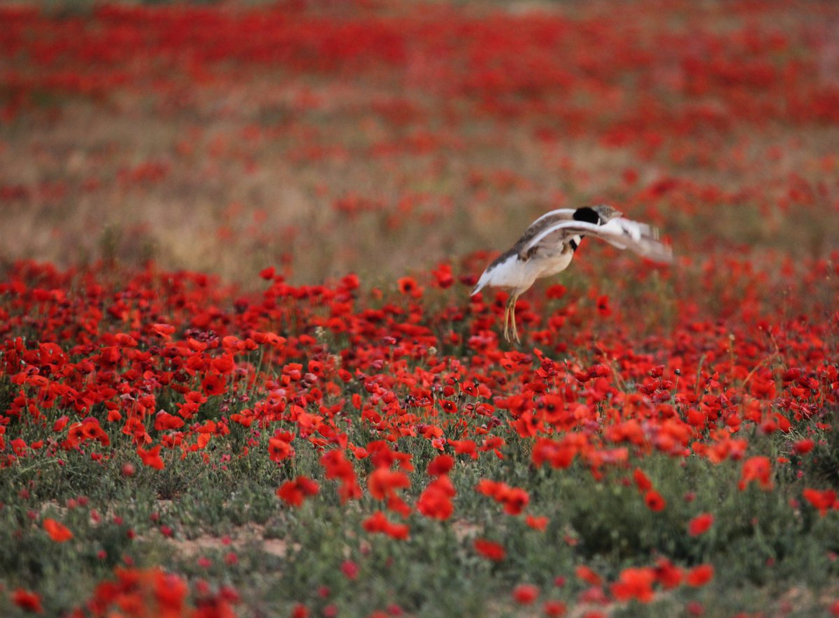 Essència de primavera
#fotografia #photography #wildlleida #wildcatalunya #lleida #catalunya