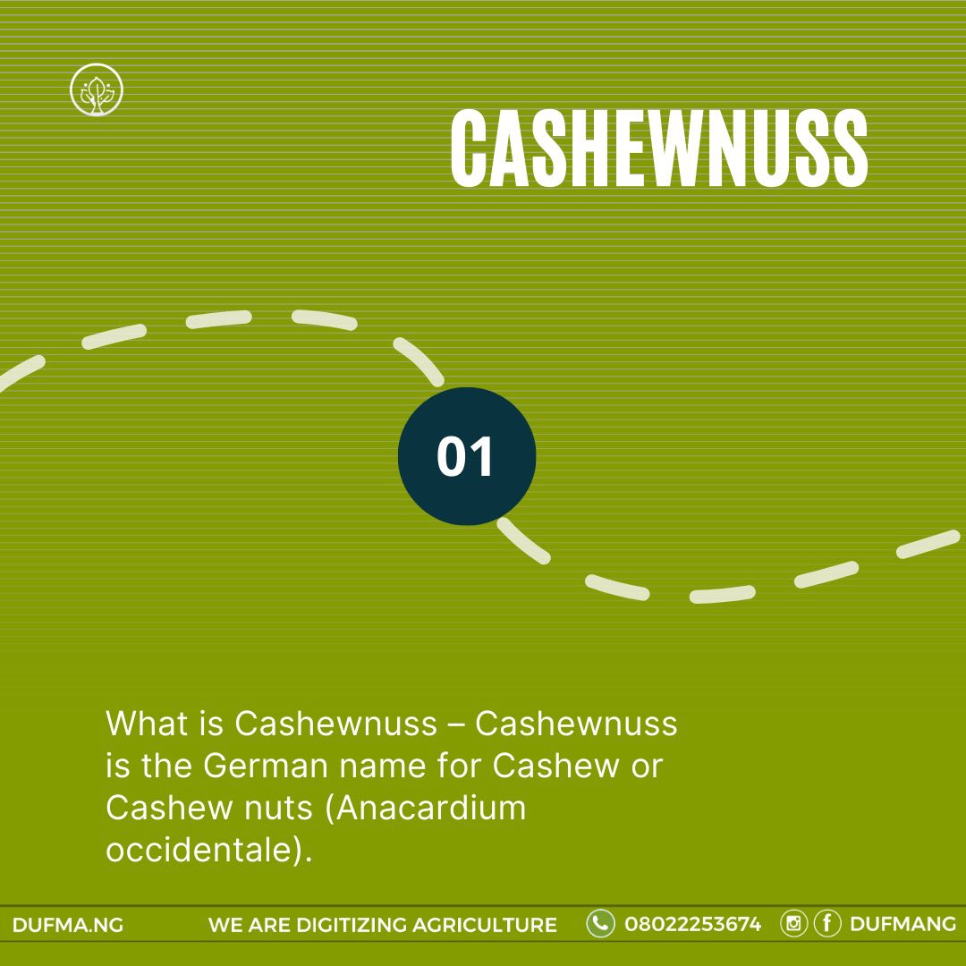 DufmaFc's tweet photo. What name do they call cashew in your country, state or hometown? Tell us in the comment section 🌱
#dufmang #agricultureworldwide #cashew #explore #Trending https://t.co/hTrp29zDlj