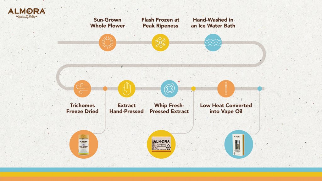 almorafarm's tweet photo. How Almora crafts the perfect solventless products. #SolventlessMay https://t.co/gxNhC34ISN