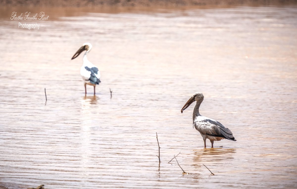 SarathiRout's tweet photo. !! Asian Openbill Stork !!

 Clicked at Koraput(Odisha)🇮🇳

#birdslover #birdsphotography
#koraputtourism #PhotoOfTheDay #photography #NFTCommunity #odishadiaries #birds #photographylovers #birdskoraput

Camera :#SonyAlpha7RMIII
Insta:@parthasarathi2010

@Odisha Tourism
@sony https://t.co/6glpM6qalW