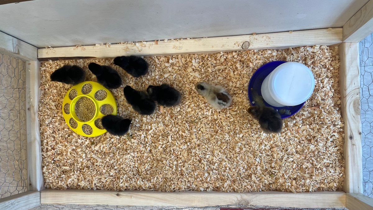 Miss Clinger tweet media