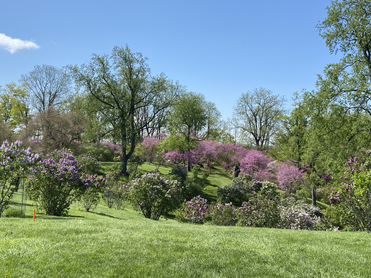 Lilac love #stetwalk