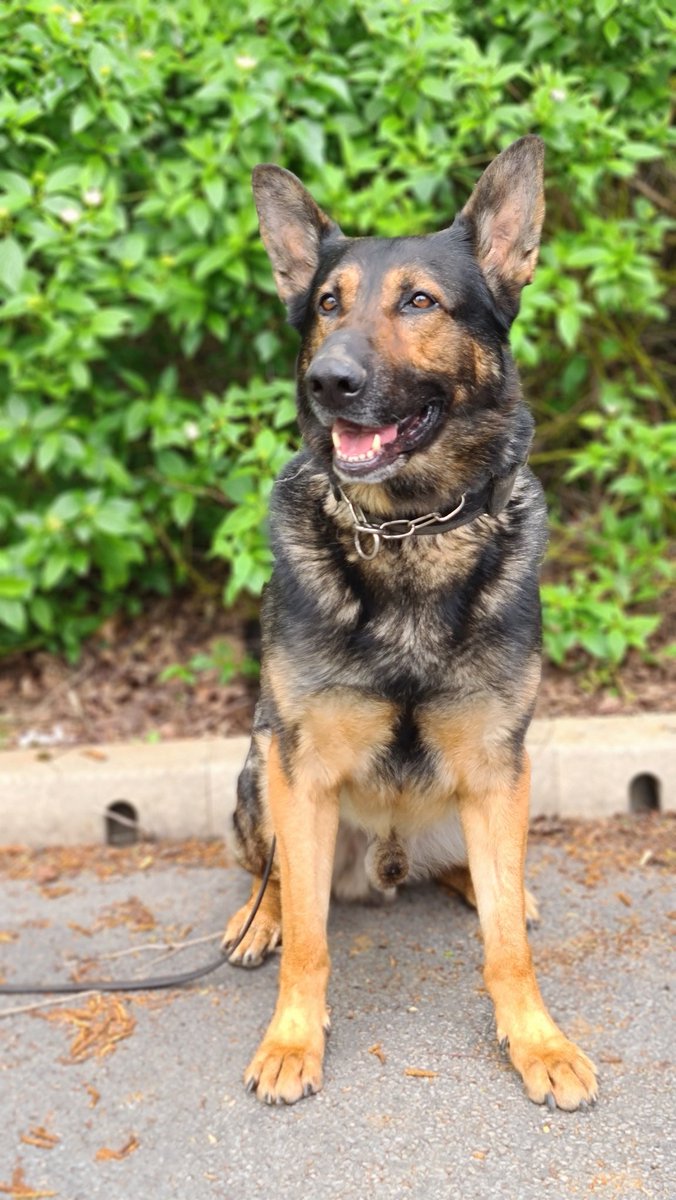 PoliceDogTrials's tweet image. Meet the dogs of the trials.

Dog Name: #PDChase
Breed: GSD
Age: 5
Police Force: @WMPDogs