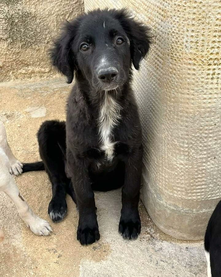 ohanarifugio's tweet photo. 😟😟😟 SIAMO DISPERATI PER CHERIE... POSSIBILE CHE DEBBA RIMANERE TUTTA LA VITA IN OASI?

⭕ Info: PER FAVORE NON CHIAMARE. ESCLUSIVAMENTE SE REALMENTE INTERESSATI via Whatsapp al +39 327 760 7352

🚼 Età: tre mesi e mezzo 
📏 Taglia: media(25-28 kg)

Santa Margherita di Belice https://t.co/clzDkGYyqa