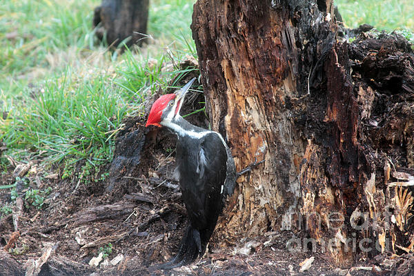 DwightC62's tweet photo. New artwork for sale! - "Pileated Woodpecker" - https://t.co/fHOzcYx5fR @fineartamerica https://t.co/hSLkP5ZXgF